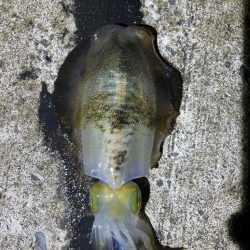 軍艦グリーンでアオリイカ