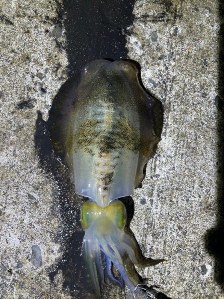 軍艦グリーンでアオリイカ