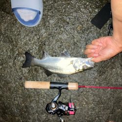 夜釣りからの朝マヅメ