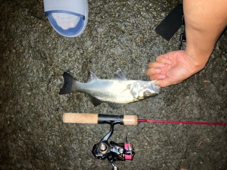 夜釣りからの朝マヅメ