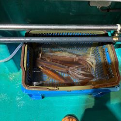 イカメタル7回目今期ラスト釣行