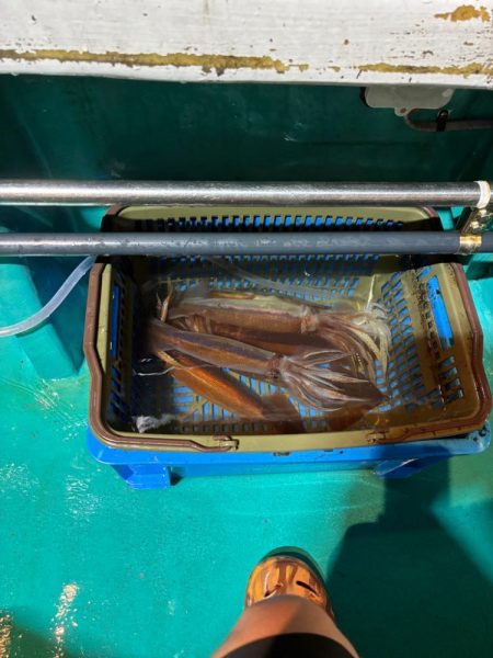 イカメタル7回目今期ラスト釣行