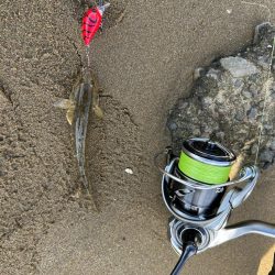 まだハゼクラ！