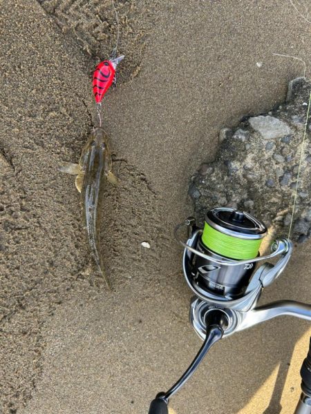 まだハゼクラ！