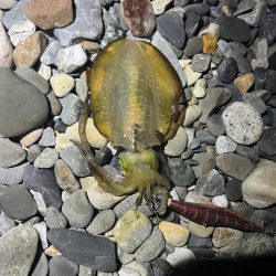 25-26シーズン アオリイカ開幕