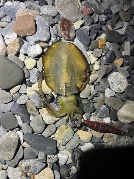 25-26シーズン アオリイカ開幕