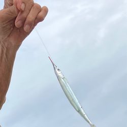 サヨリいっぱい