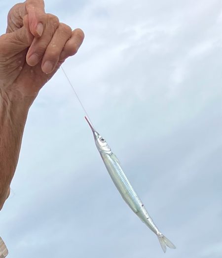 サヨリいっぱい