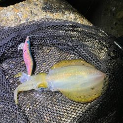 秋🦑連日連夜釣行😊