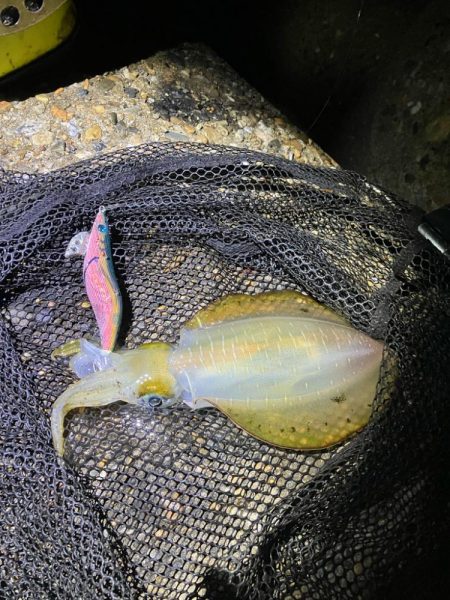 秋🦑連日連夜釣行😊