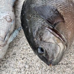 エビ撒きでグレ釣れてます