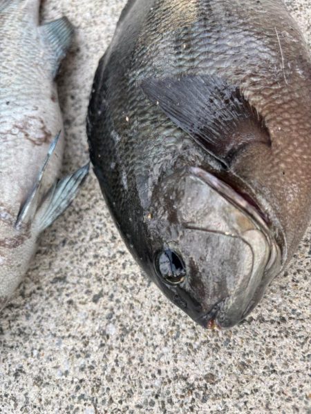 エビ撒きでグレ釣れてます