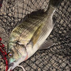 ヘチってきました