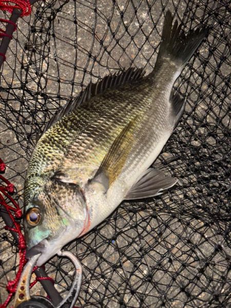 ヘチってきました