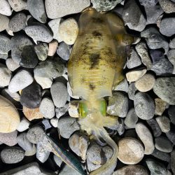 アオリイカ釣行