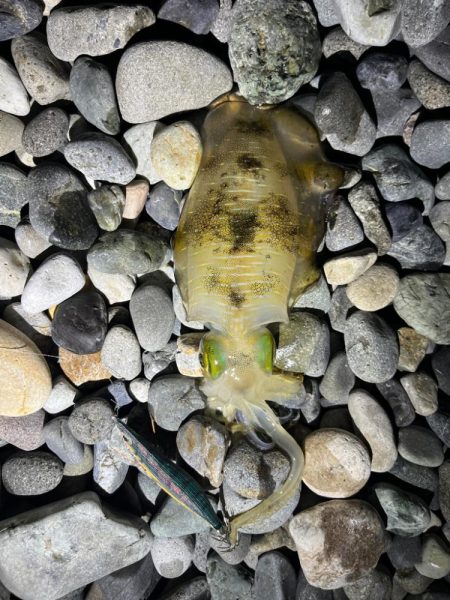 アオリイカ釣行