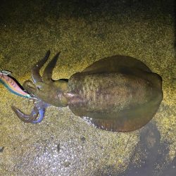 軍艦グリーンでアオリイカ