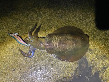 軍艦グリーンでアオリイカ