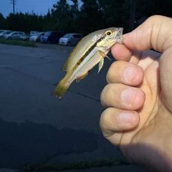 朝マヅメキスゲーム