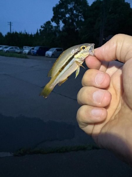 朝マヅメキスゲーム