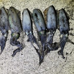 軍艦グリーンでアオリイカ