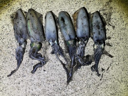 軍艦グリーンでアオリイカ