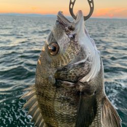 朝マヅメチヌ2匹