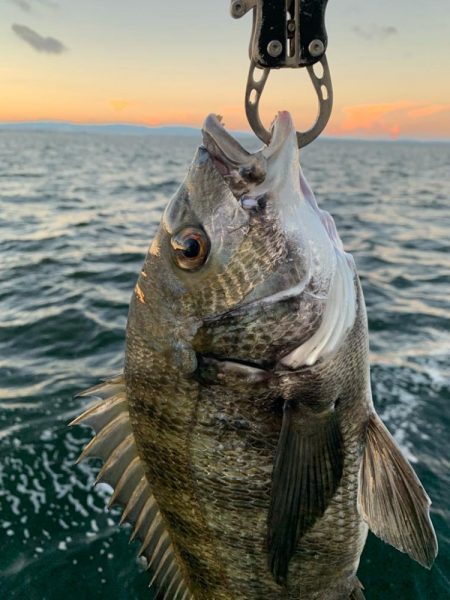 朝マヅメチヌ2匹