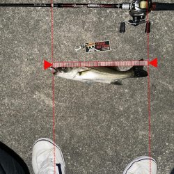 初ジョイクロ70フィッシュ!