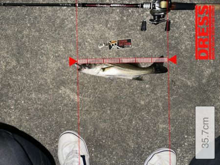 初ジョイクロ70フィッシュ!