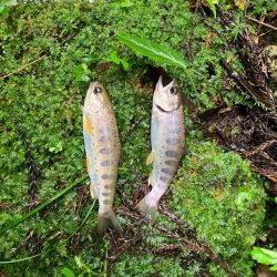 今シーズンラスト渓流 後編