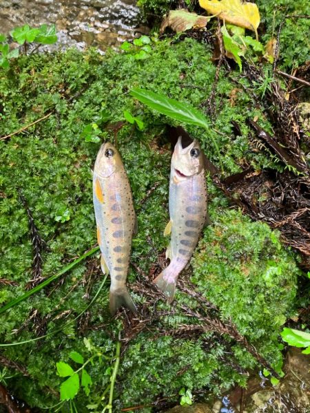 今シーズンラスト渓流　後編