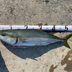 メジロになれなかったハマチ。