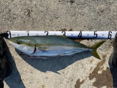 メジロになれなかったハマチ。