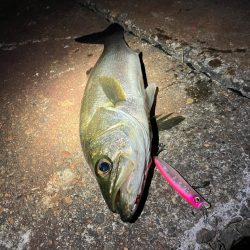 秋シーバススタートか⁉︎