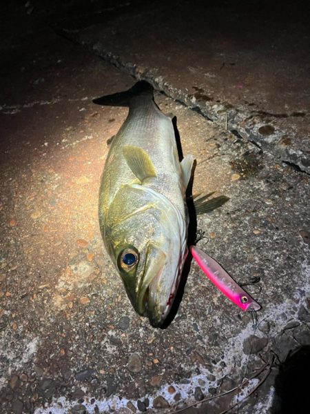 秋シーバススタートか⁉︎