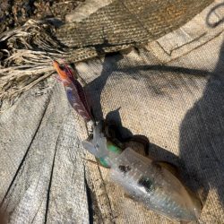 イカポイント探し！