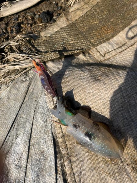 イカポイント探し！