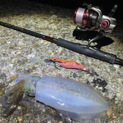 秋🦑数釣り😆