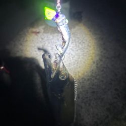 ショア タチウオ