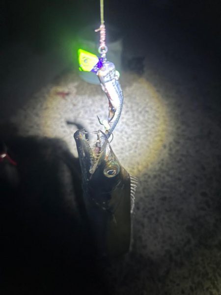 ショア タチウオ