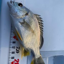 シロギスタ:淡々フィッシング