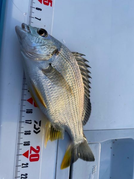 シロギスタ:淡々フィッシング