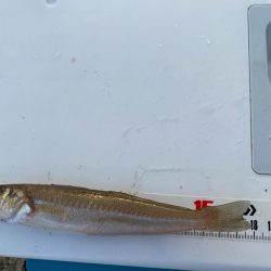 まだまだ暑い、夕刻のシロギスタ