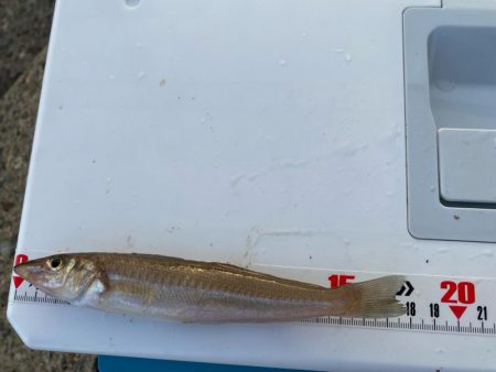 まだまだ暑い、夕刻のシロギスタ