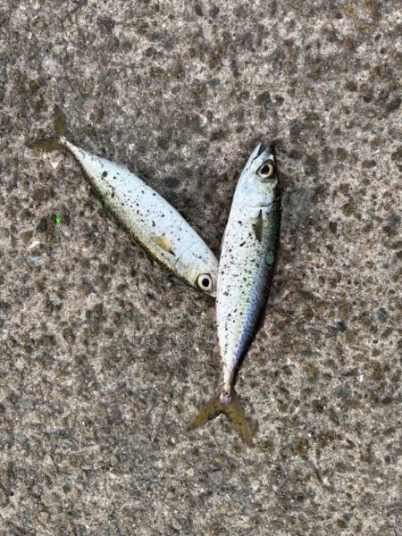 ジグサビキ　36