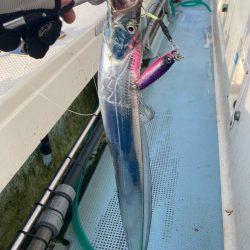 青物まだ夏パターン。タチウオ は元気。