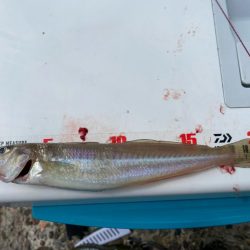 進撃のシロギスタ