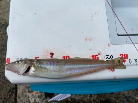 進撃のシロギスタ