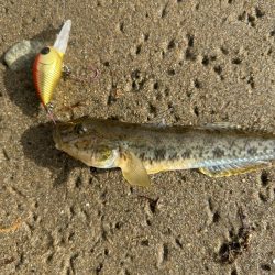 今日もやっぱりハゼクラ！